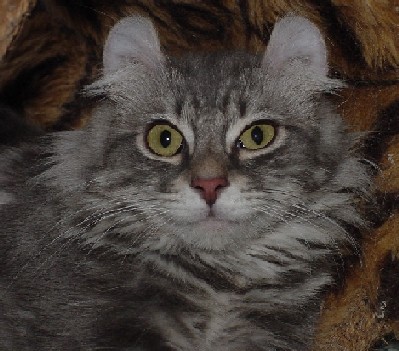 American Curl cat face in gray with black stripes white dots
