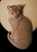 Abyssinian cat in beige with a little big of white

