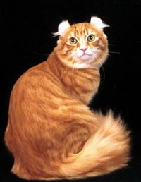 American Curl cat in golden with white dots

