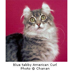 American Curl cat in white and black grayish
