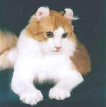 american curl cat in white and tan
