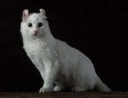 American Curl cat in white
