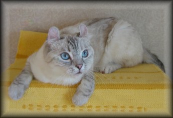 American Curl cat with beige color

