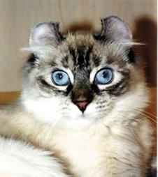 American Curl cat with blue eyes
