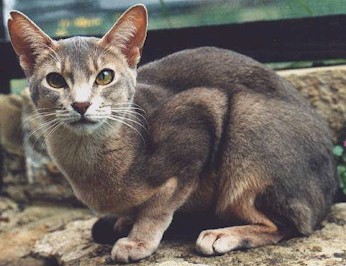 Abyssinian cat in black and beige white
