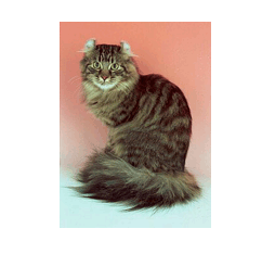 American Curl cat with long fury tail
