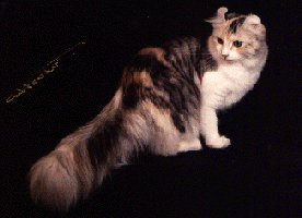 American Curl cat with long tail
