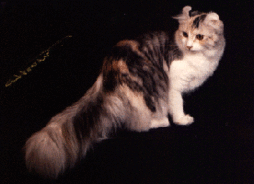 American Curl cat with long tail
