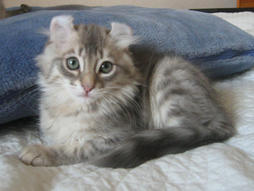 American Curl cat with strips
