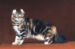 American Curl cat with tiger look
