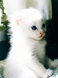 American Curl kitten in snow white
