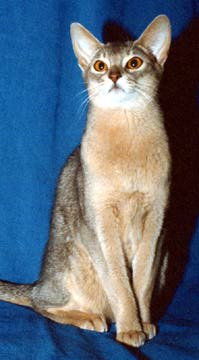 Abyssinian cat in blue
