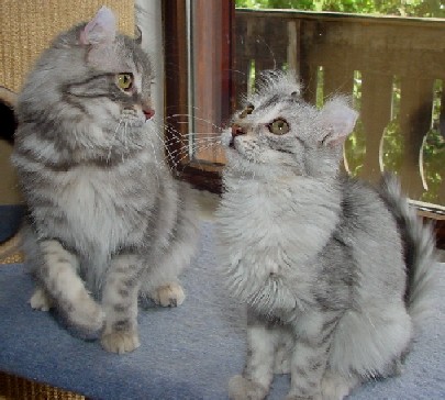 American Curl kittens
