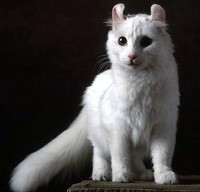AmericanCurls cat in white
