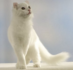 beautiful white American Curl kitten
