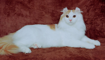 big American Curl cat in white and tan
