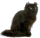 black American Curl cat
