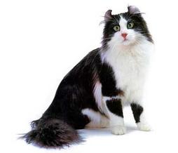 black and white American Curl cat
