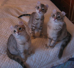 cute American Curl kittens
