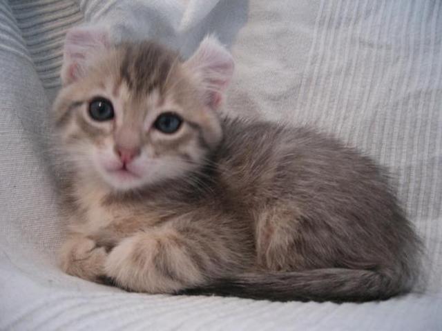 cuty American Curl kitten
