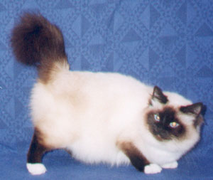 funny looking American Curl cat
