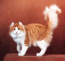 fury American Curl cat in tan and white
