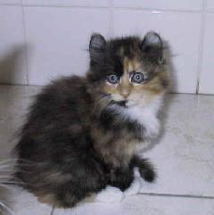 fury American Curl kitten
