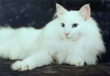 longhair American Curl cat
