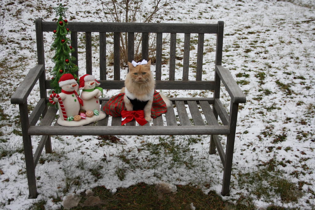 Merry Christmas, Kittymeowtoys.com your kitty friend Molly!
