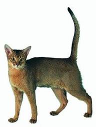 Abyssinian cat in brown, tan and white
