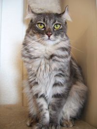 serious looking American Curl cat
