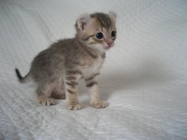 small young American Curl kitten
