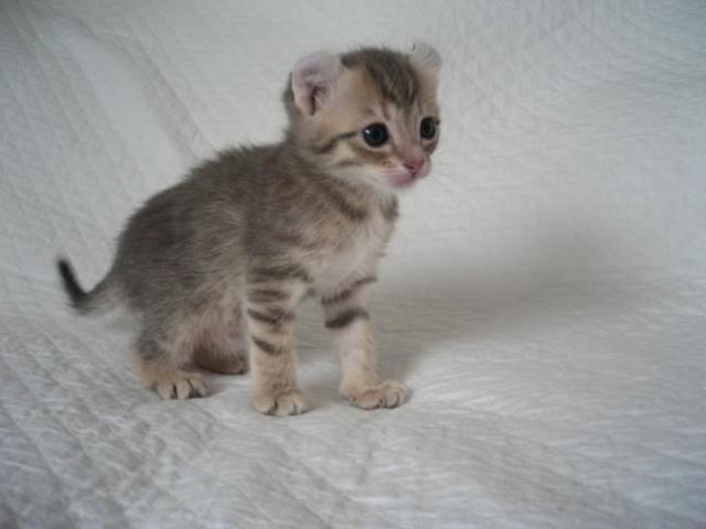 small young American Curl kitten
