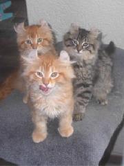 three AmericanCurl kittens
