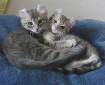 two American Curl kittens
