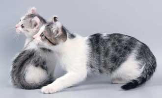 two gray black and white AmericanCurl kittens
