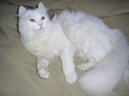 white American Curl cat
