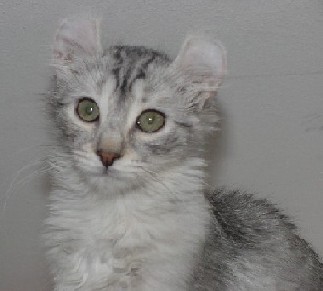 young American Curl kitten
