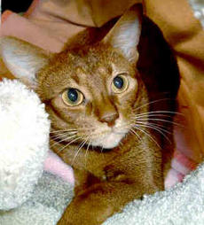 Abyssinian cat in brown
