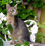 Abyssinian cat in garden
