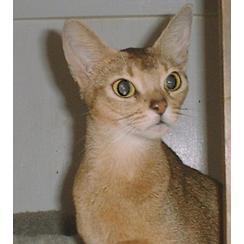 Abyssinian cat in gold

