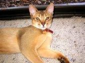 Abyssinian cat in gold_beautiful
