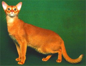 Abyssinian cat in golden tan with a dash of white
