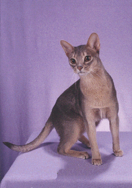 Abyssinian cat in gray and beige
