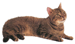 American Wirehair cat in chocolate
