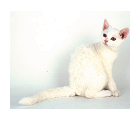 American Wirehair Cats Pictures Gallery