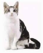 American Wirehair cat in white and black, tan
