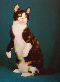 American Wirehair cat standing up
