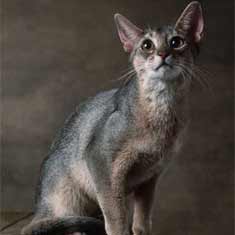Abyssinian cat in gray, white and tan
