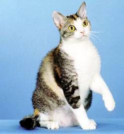 American Wirehair cat with white stomach
